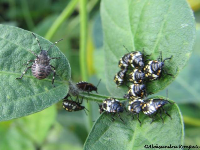 Na slici levo: larva Halyomorpha halys. Desno: larve Nezara viridula. Foto: Aleksandra Konjević.