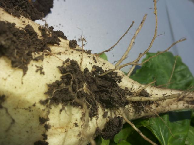 Čupanjem biljaka sa ovim simptomima na korenu su uočene golim okom sitne bele loptaste tvorevine, veličine glave čioda-ženke repine cistolike nematode prve generacije