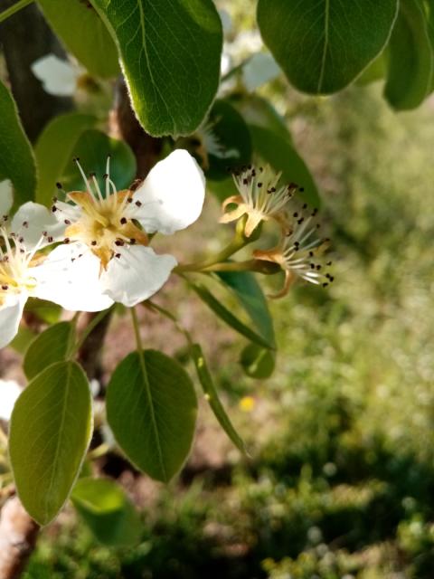 Junska lepotica-cvetovi venu većina latica opala