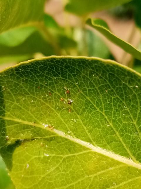 larva-obična kruškina buva