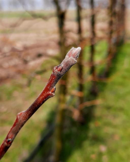 Zlatni delišes_faza razvoja