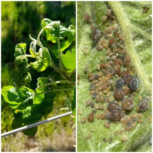 Dysaphis plantaginea, Brašnjava jabukina vaš