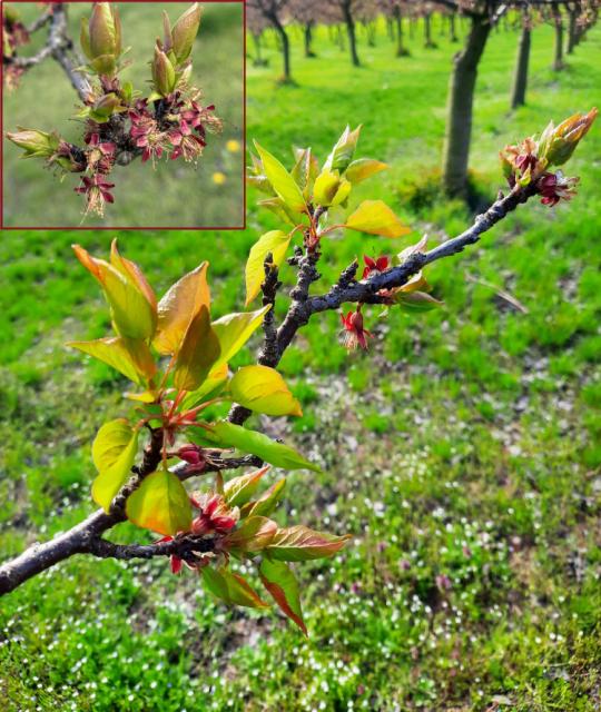 Kajsija_faza razvoja