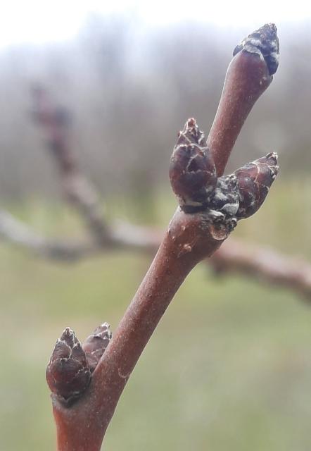 Kajsija_faza razvoja