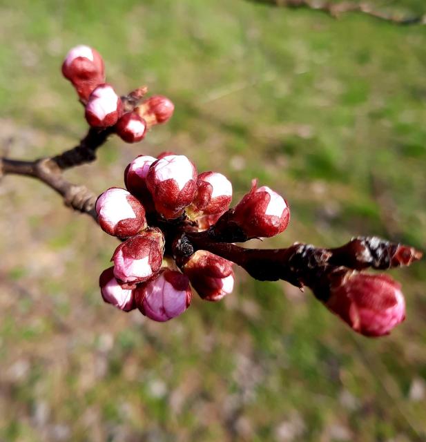 Kajsija_faza razvoja