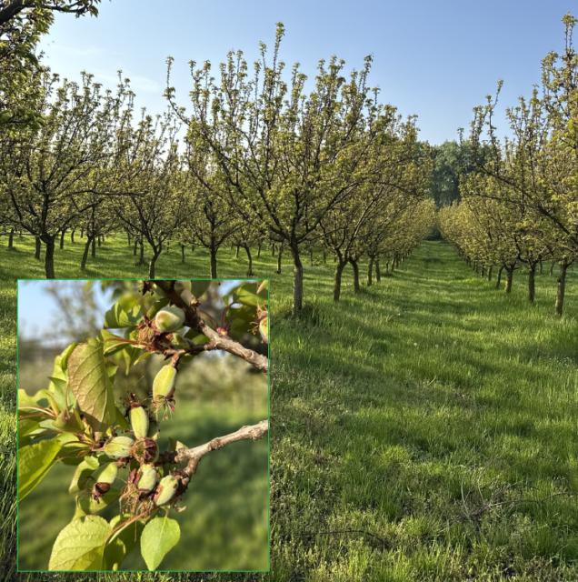 Kajsija_faza razvoja