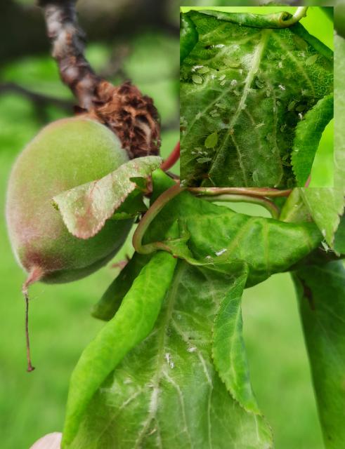 Myzus persicae_kajsija