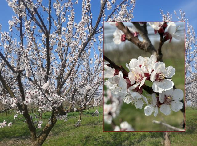 Kajsija_faza razvoja