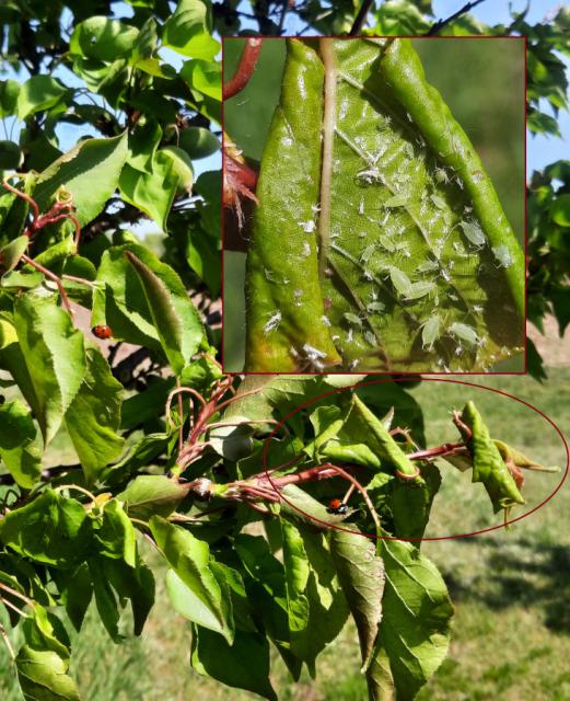 Myzus persicae, Breskvina zelena vaš, Green peach aphid
