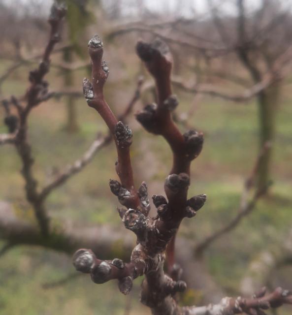 Kajsija_faza razvoja