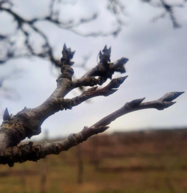 Šljiva_faza razvoja