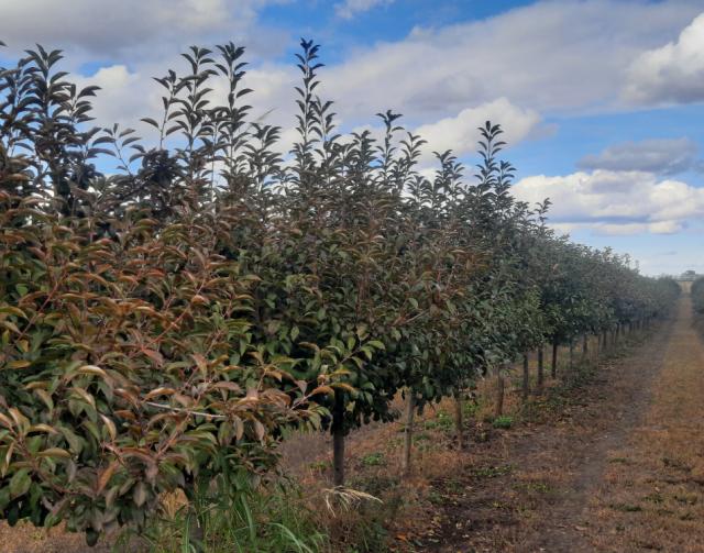 Višnja_faza razvoja
