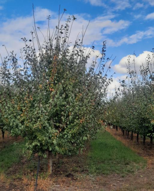 Šljiva_faza razvoja