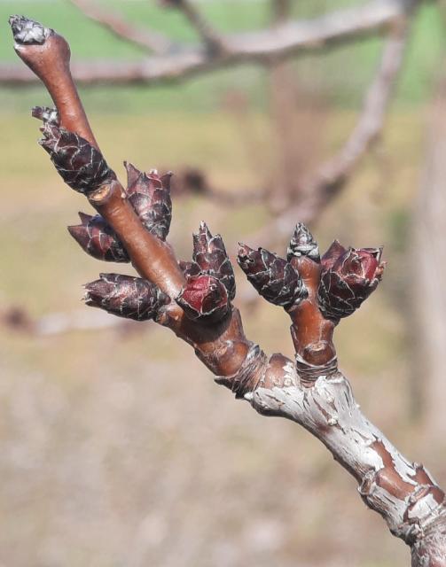 Kajsija_faza razvoja, Apricot, Prunus armeniaca
