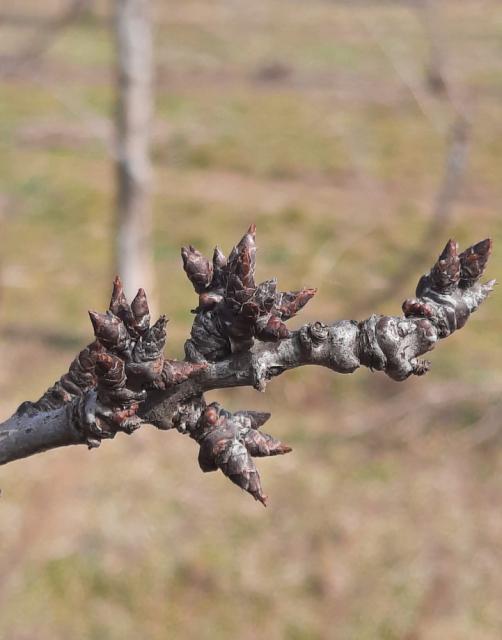 Šljiva_faza razvoja, Prunus domestica, Plum