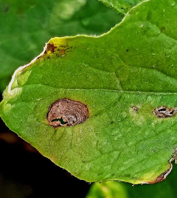 Alternaria solani, Crna pegavost krompira, Early blight of potato and tomato, Macrosporium solani 

