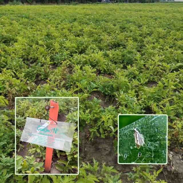 Phthorimaea operculella, Krompirov moljac, Potato tuber moth, Scrobipalpa operculella, feromonska klopka 