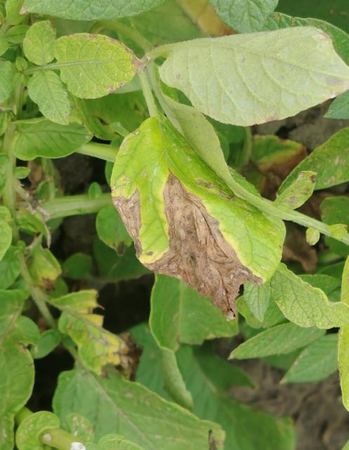 Phytophthora infestans , Plamenjača krompira, Late blight of potato