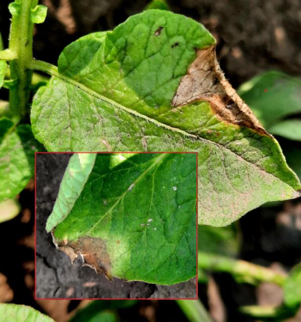 Phytophthora infestans	, Plamenjača krompira, Late blight of potato
