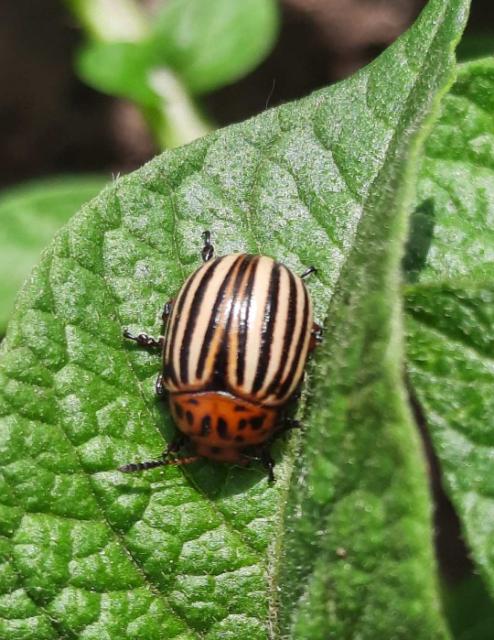 Leptinotarsa decemlineata, Krompirova zlatica, Ten-lined potato beetle
