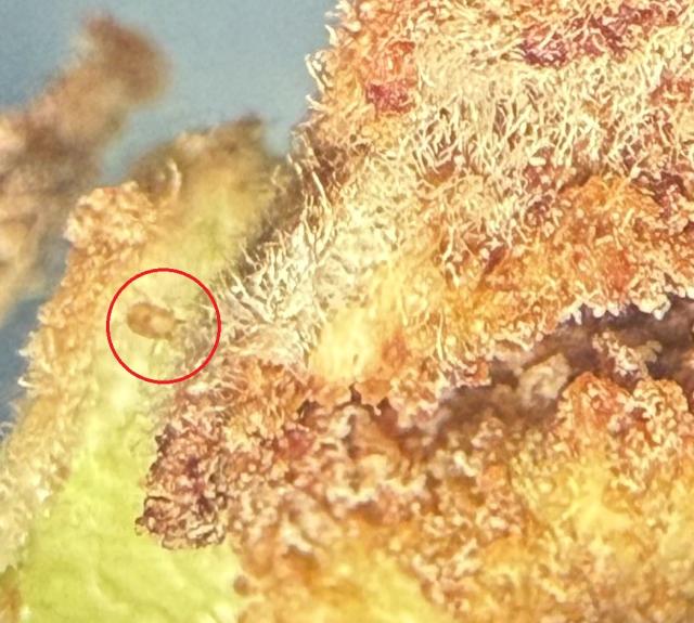 Leskina grinja_imago, Eriophyidae, Eriofidne grinje
