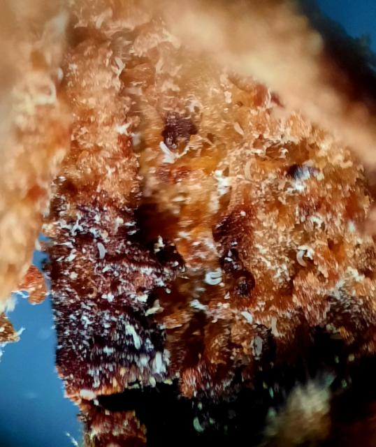 Eriophyidae, Eriofidne grinje, Leskina grinja_larve
