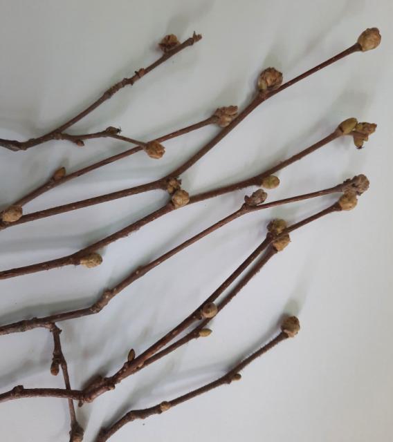 Leskina grinja_simptomi