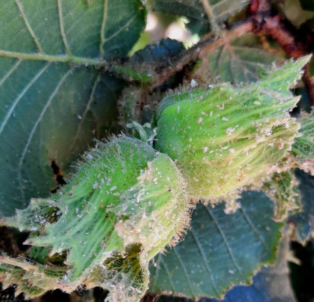 Leskine lisne vaši, Myzocallis coryli 

