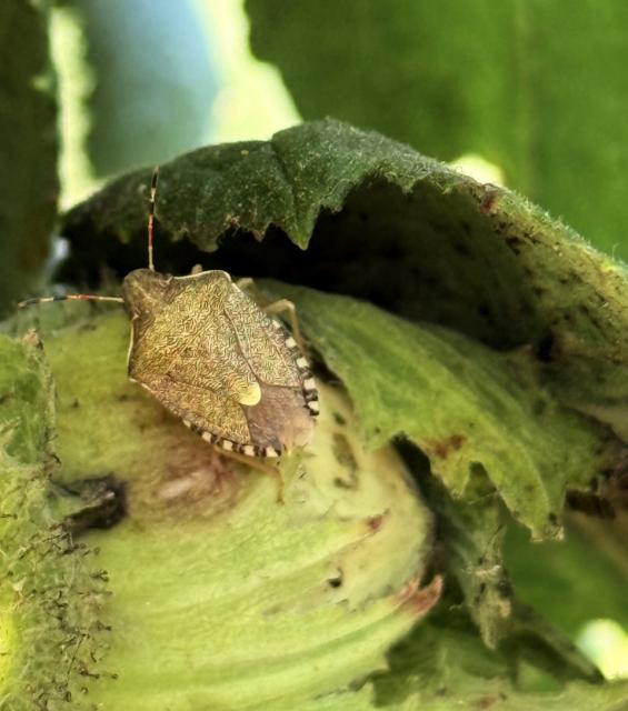 Halyomorpha halys, Braon mramorasta stenica, Brown marmorated stink bug
