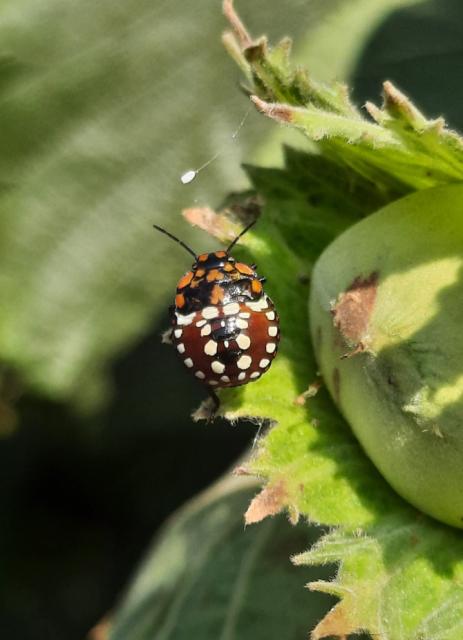 Zelena povrtna stenica_larva