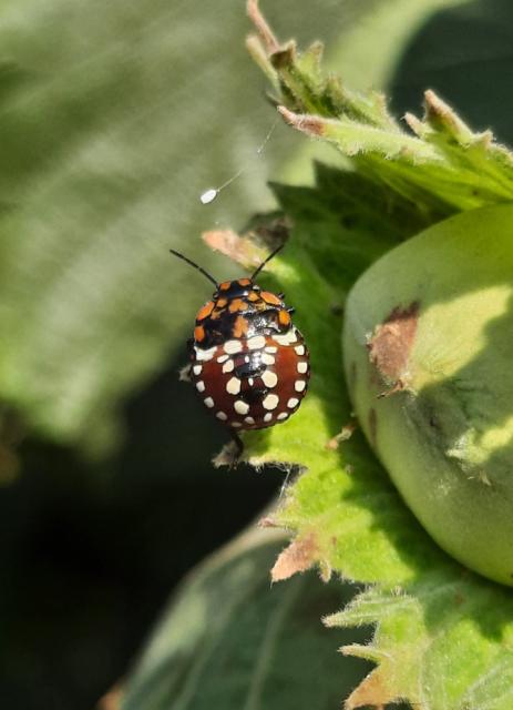 Zelena povrtna stenica_larva