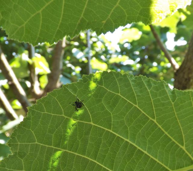 Leska, Braon mramorasta stenica larva