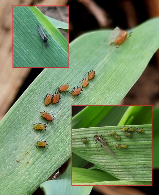 Aphididae, Biljne vaši, Aphids, krilate i bezkrilne forme, kolonije vaši	

