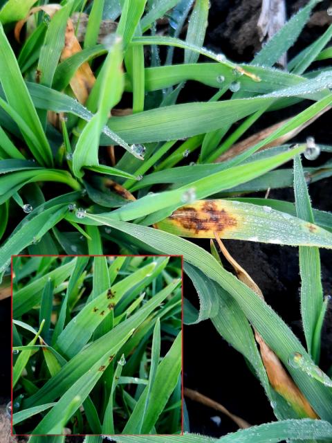 Pyrenophora teres,Mrežasta pegavost ječma, Blotch net	
