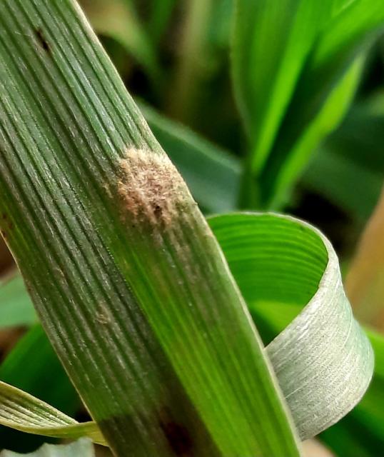 Erysiphe graminis, Pepelnica strnih žita, Powdery mildew of cereals, Blumeria graminis, Pepelnica ječma