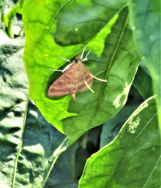 Paprika_Ostrinia nubilalis