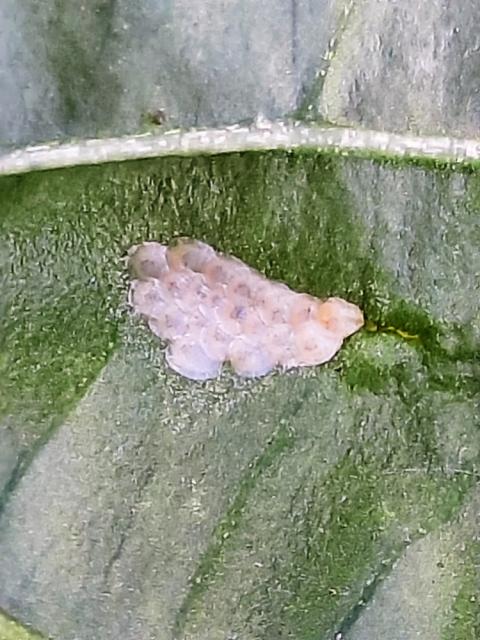 Paprika_k.plamenac_pred piljenjem
