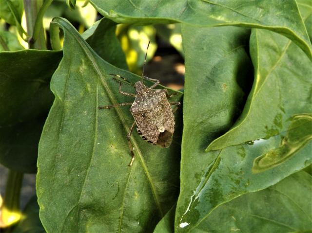 braon mramorasta stenica (Halyomorpha halys) 