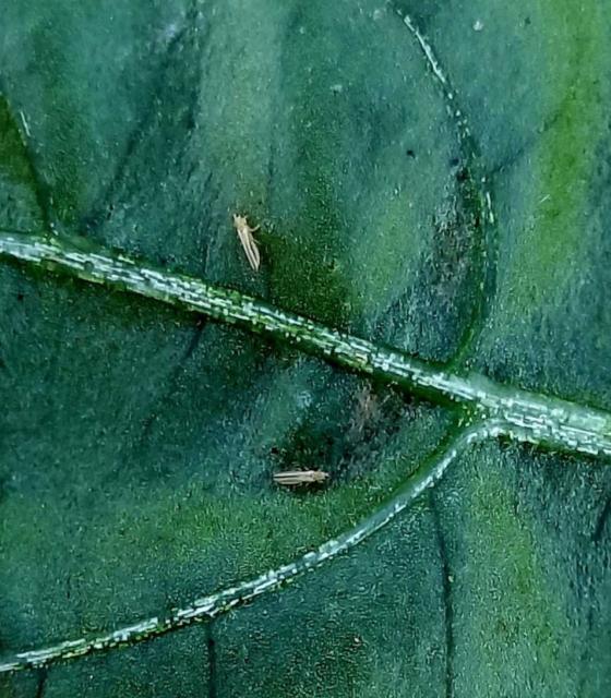 Thysanoptera, Tripsi, Thrips 

