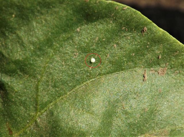 Helicoverpa armigera