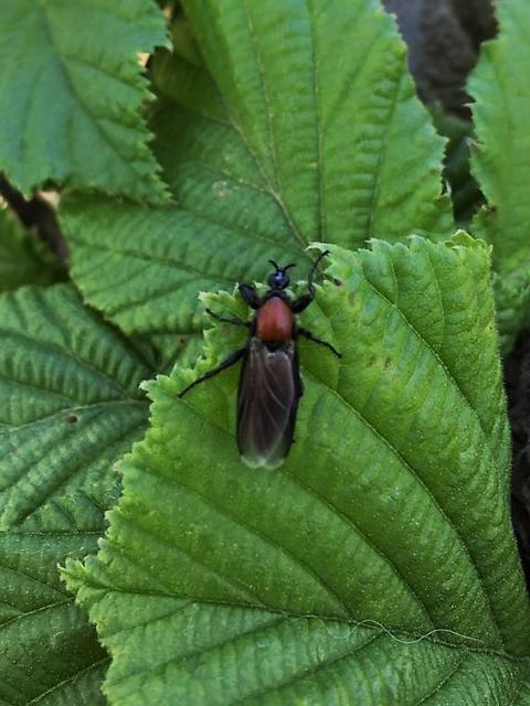 Bibio spp. Bibionidae, Vrtna muva