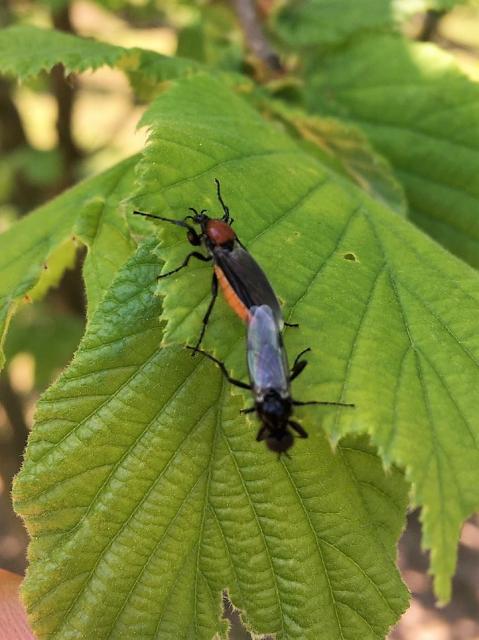 Bibio spp. Bibionidae, vrtne muve