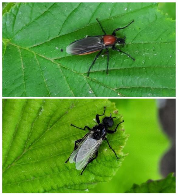 Vrtna muva, Bibio spp. Bibionidae