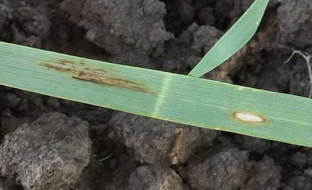 Diseases of barley, Pyrenophora teres, Rhynchosporium secalis