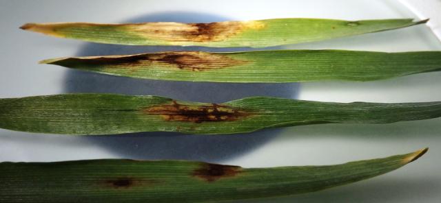 Pyrenophora teres (Helminthosporium teres), barley