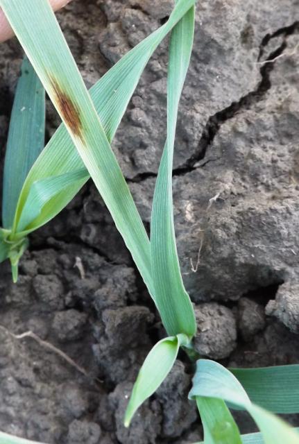 Barley (Hordeum vulgare L.), Pyrenophora teres ( Helminthosporium teres)