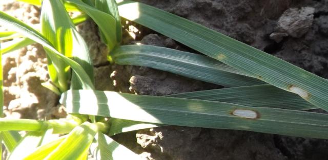 Diseases of barley , Rhynchosporium secalis, pegavost lista ječma