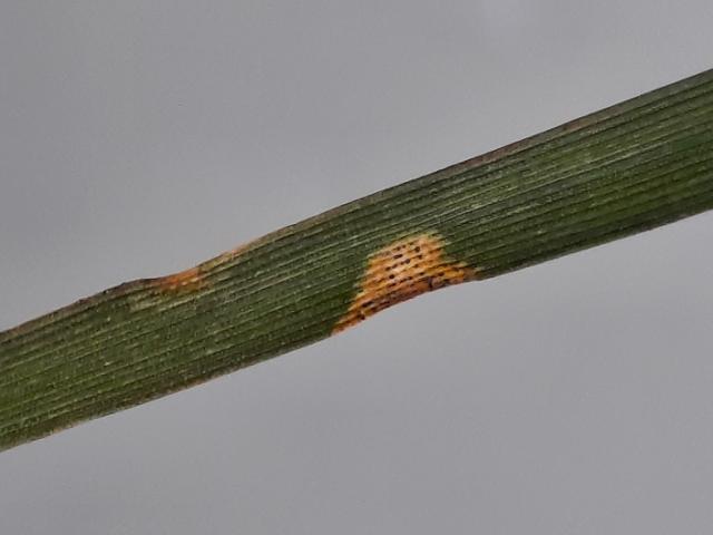 Pšenica_Septoria tritici