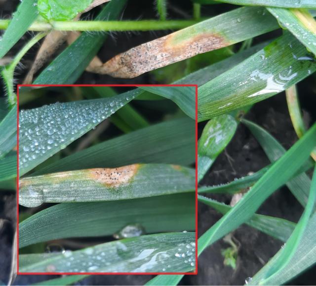Septoria tritici, Siva pegavost lista pšenice, Septoria tritici blotch , Mycosphaerella graminicola
