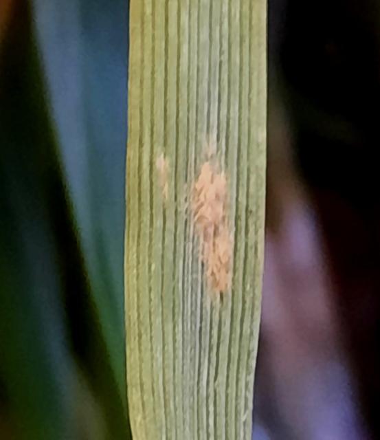 Erysiphe graminis, Pepelnica strnih žita, Powdery mildew of cereals, Blumeria graminis
